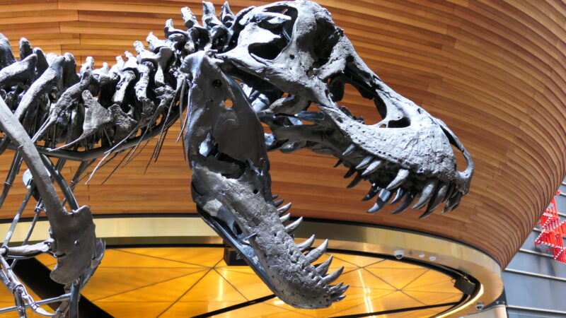 New Zealand museums need neutral organisational viewpoints and stronger science
